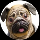 Mopsmaske Archie McPhee