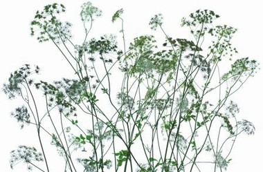 Fototapete - Riesenposter - Silhouttes - Klicken f�r gr�ssere Ansicht