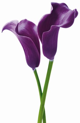 Fototapete - Riesenposter - Blume -  Purple Calla Lilies - Klicken f�r gr�ssere Ansicht