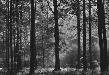 Fototapete Wald Schwarz Wei - Klicken fr grssere Ansicht