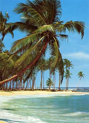 Fototapete - S�dsee Strand und Meer  - Klicken f�r gr�ssere Ansicht