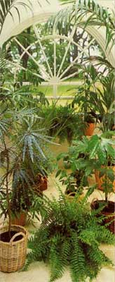 Fototapete - Gew�chshaus - Klicken f�r gr�ssere Ansicht