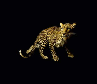 Fototapete Leopard Vlies - Klicken fr grssere Ansicht